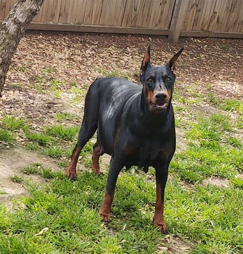 dobermans for sale in oklahoma